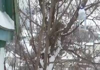 Kissa tahtoo puusta ruokaa