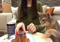 Kissa tahtoo kokeilla ihmisruokaa