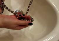 Käärme lipoo vettä