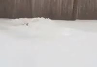 Corgi suunnistaa lumessa