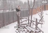 Talvi panda