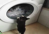 Kissa pelkää pyykkiensä puolesta