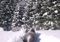 Koirat tarpoo lumessa