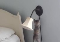 Kissa kokeilee valoa