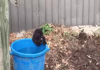 Kissa juo vettä tassullaan