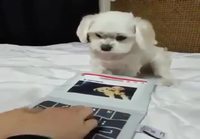 Koira kirjoittaa nopeasti