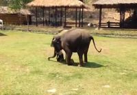 Elefantti suojelee kouluttajaansa