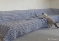 Kissat leikkii piilosta