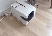 Kissa työntyy laatikkoon