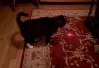Laser kissan päähän