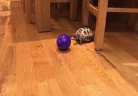 Kilpikonna leikkii pallolla