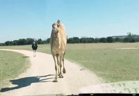 Kameli ottaa makupalaa