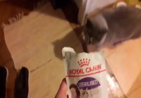 Kissa kerjää ruokaa
