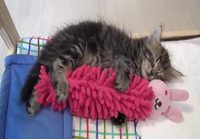 Kissu nukkuu karvamadon vieressä