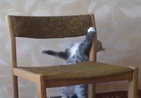 Kissa ninjailee tuolilla