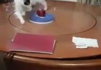 Kissa ja omena pöydällä