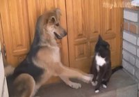 Koira provosoi kissaa