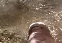 Iloinen koira vedessä