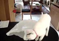 Kissalle muovipussi