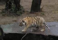 Tiikeri vaanii
