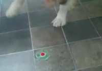 Koira aivan hämyillään lelusta
