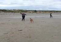Koira nappaa palloa rannalla