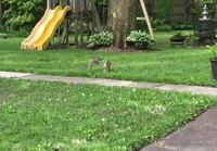 Orava ja jänis
