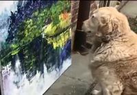 Koira taiteen äärellä