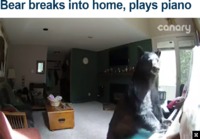 Karhu murtautui taloon