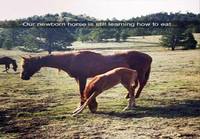 Hevonen opettelee syömään