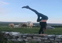 Lehmät tuijottelevat joogaa