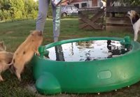 Possu pulahtaa koiran juomaveteen