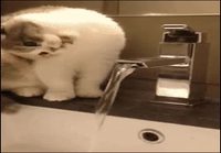 Kissa yrittää juoda vettä