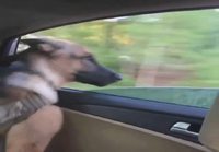 Koira haukkaa ohimeneviä autoja