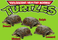 Normaalit kilpikonnat