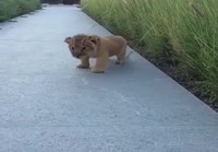 Karjuva leijona
