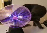 Kissa nuolee plasmapalloa