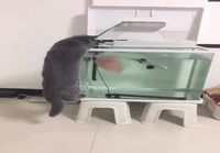 Kissa akvaariolla
