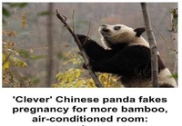 Panda jekuttaa
