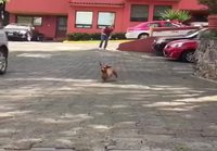 Lentävä koira