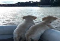 Koirasisarukset veneessä