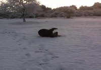 Karhu lumessa