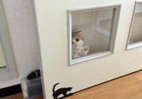 Piileskelevä kissa
