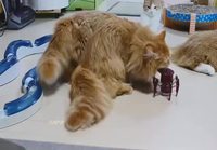 Robotti karkoittaa kissat