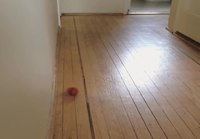 Kissan palloleikki