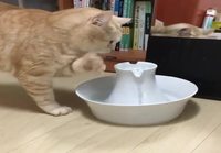 Kissa kokeilee vettä