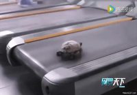 Juokseva kilpikonna
