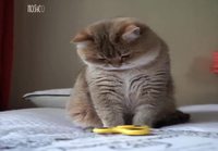 Fidget Cat