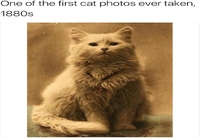 Ensimmäisiä kissakuvia