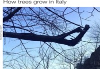 Italialainen puu